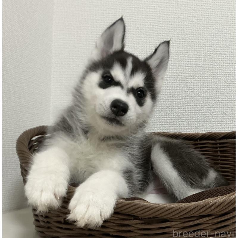 販売中の神奈川県のシベリアンハスキー-441318の3枚目