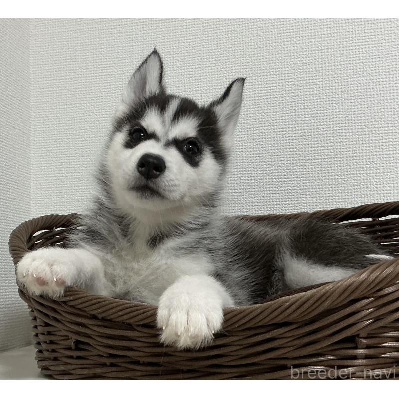 販売中の神奈川県のシベリアンハスキー-441318の2枚目