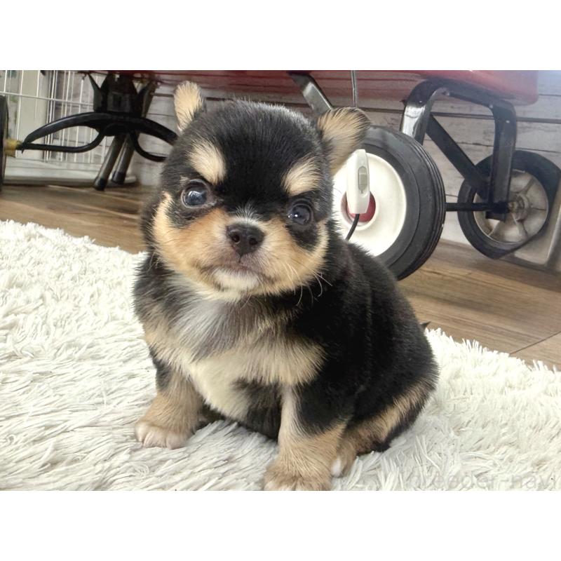 販売中の神奈川県のチワワ(ロングコート)-448980の5枚目