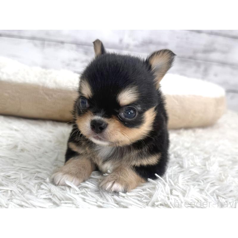 販売中の神奈川県のチワワ(ロングコート)-448980の4枚目