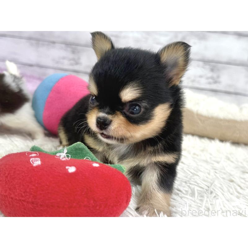 販売中の神奈川県のチワワ(ロングコート)-448980の2枚目