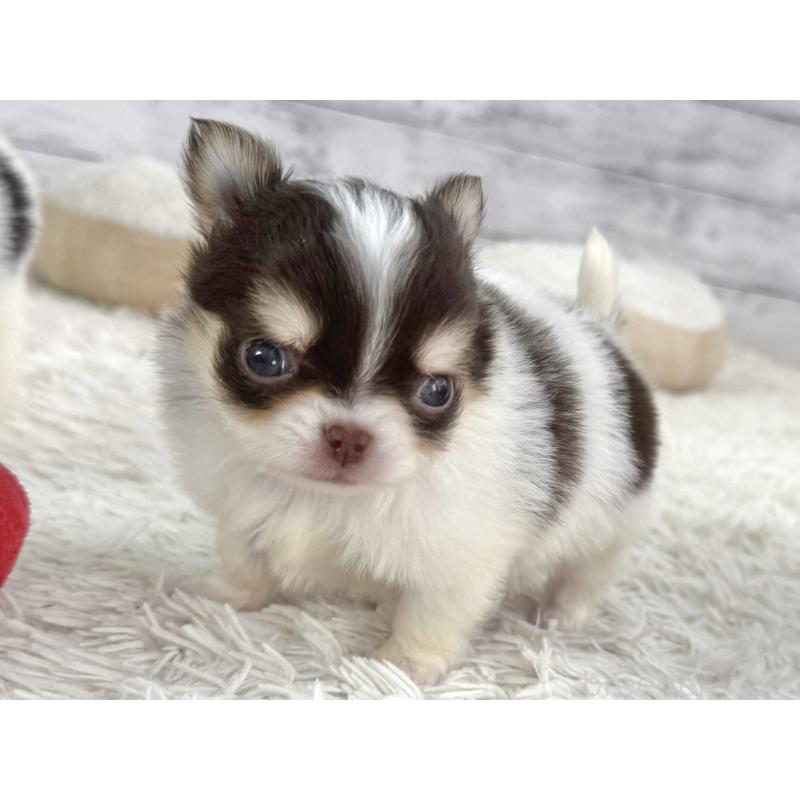 販売中の神奈川県のチワワ(ロングコート)-448981の5枚目