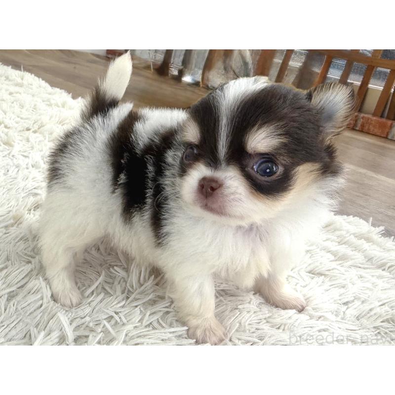 販売中の神奈川県のチワワ(ロングコート)-448981の4枚目