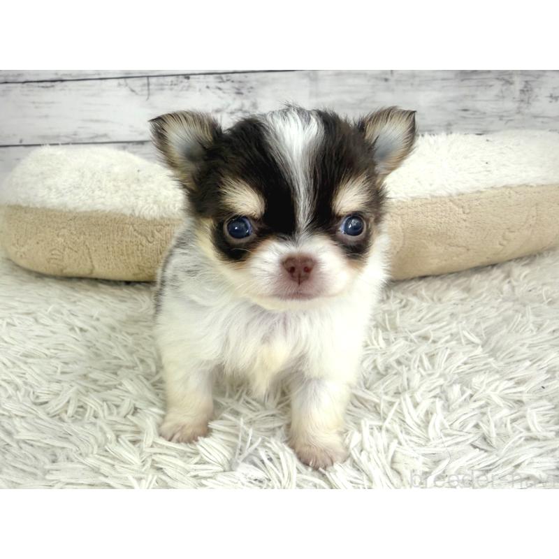 販売中の神奈川県のチワワ(ロングコート)-448981の3枚目