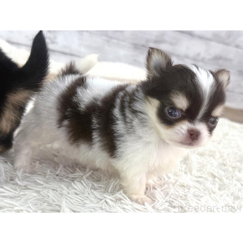 販売中の神奈川県のチワワ(ロングコート)-448981の2枚目