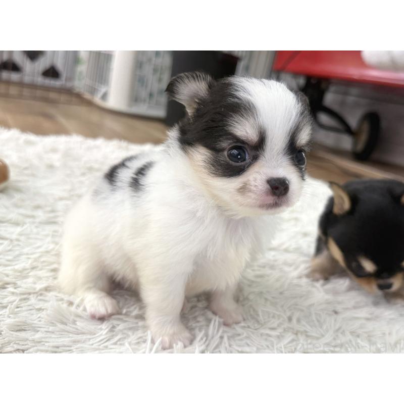 販売中の神奈川県のチワワ(ロングコート)-448982の6枚目