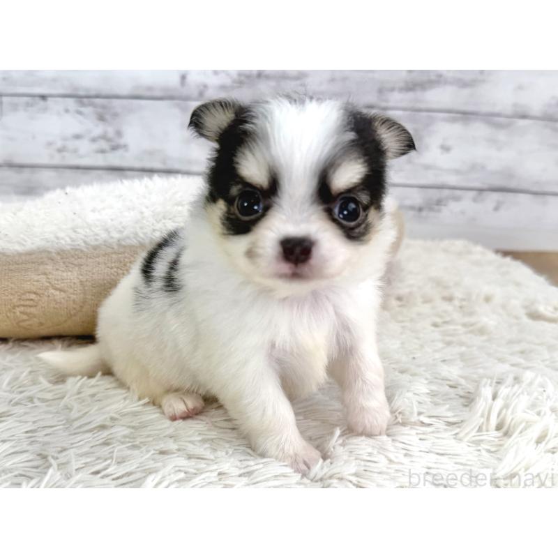 販売中の神奈川県のチワワ(ロングコート)-448982の5枚目