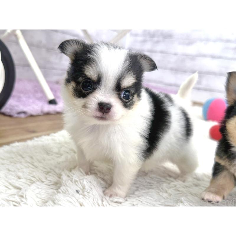 販売中の神奈川県のチワワ(ロングコート)-448982の4枚目