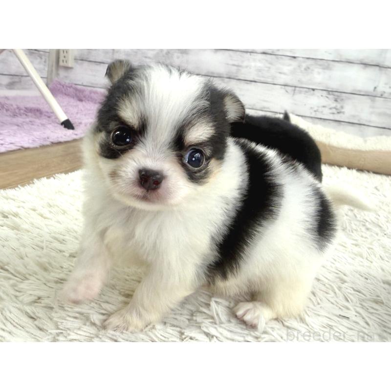 販売中の神奈川県のチワワ(ロングコート)-448982の2枚目