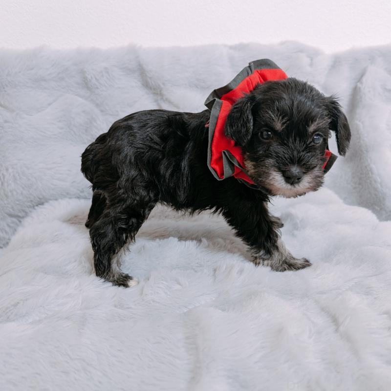 販売中の長崎県のミニチュアシュナウザー-448983の6枚目