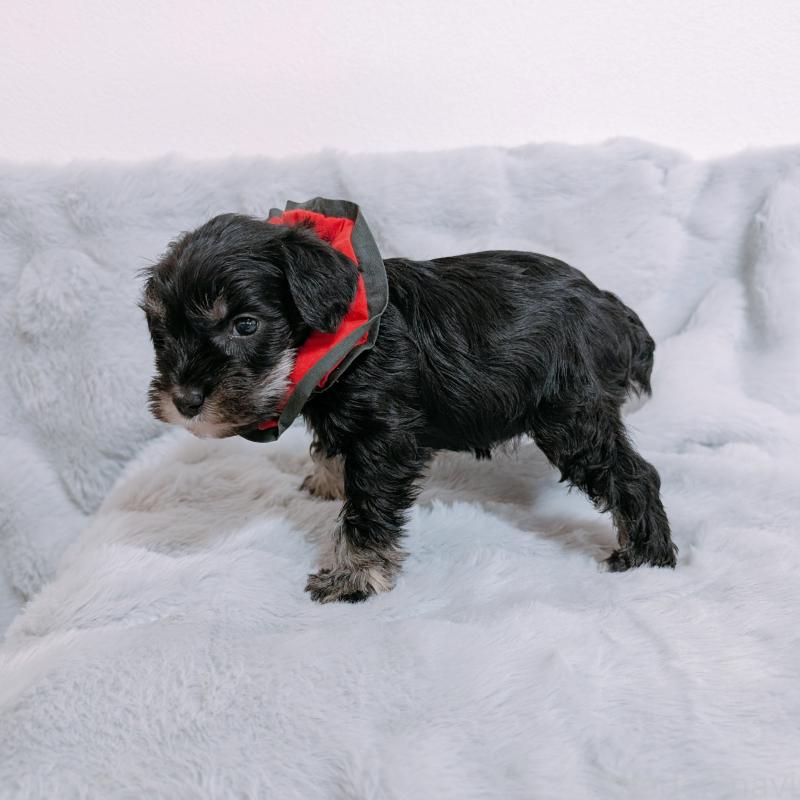 販売中の長崎県のミニチュアシュナウザー-448983の5枚目