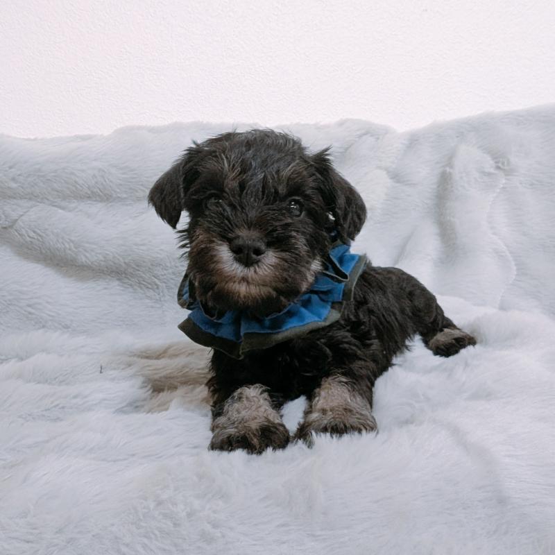 販売中の長崎県のミニチュアシュナウザー-448984