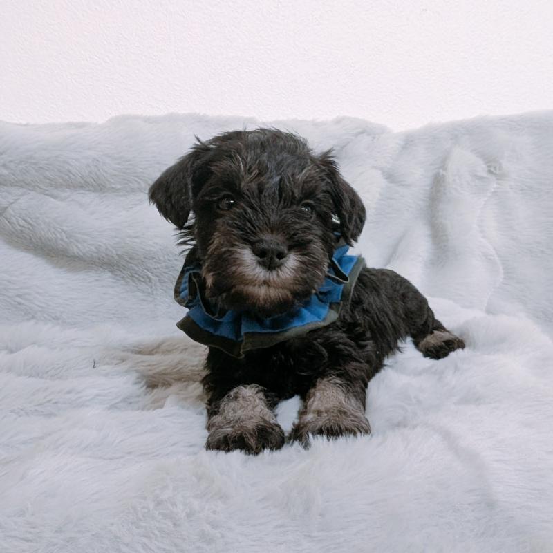 販売中の長崎県のミニチュアシュナウザー-448984の6枚目