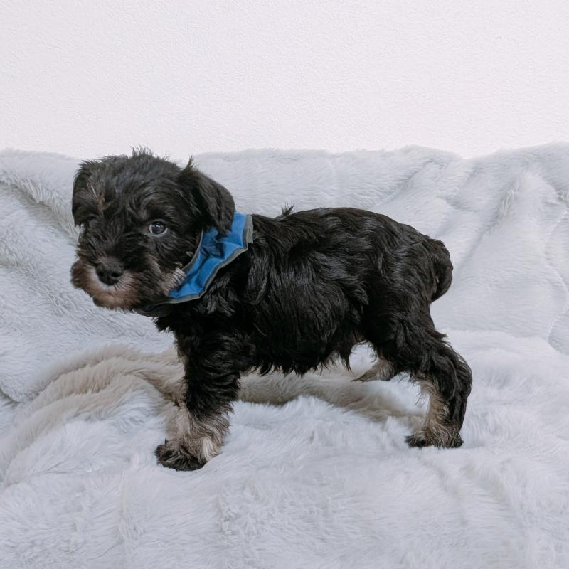 販売中の長崎県のミニチュアシュナウザー-448984の5枚目