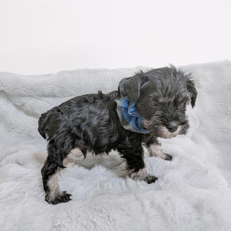 販売中の長崎県のミニチュアシュナウザー-448984の4枚目