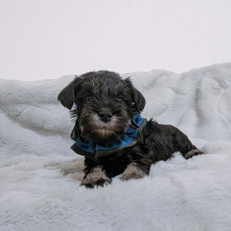 販売中の長崎県のミニチュアシュナウザー-448984の3枚目