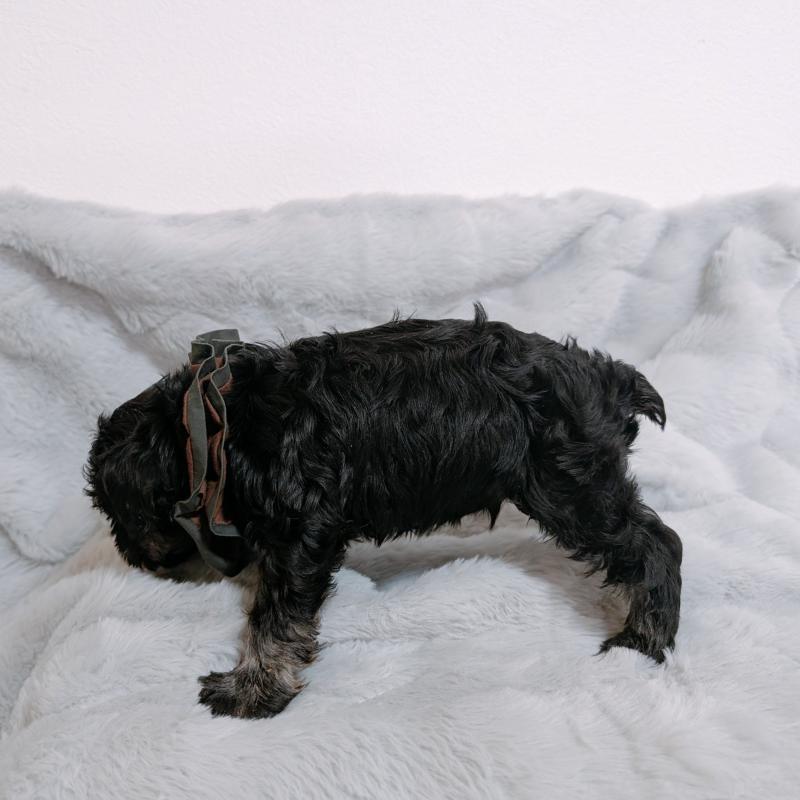 販売中の長崎県のミニチュアシュナウザー-448985の5枚目