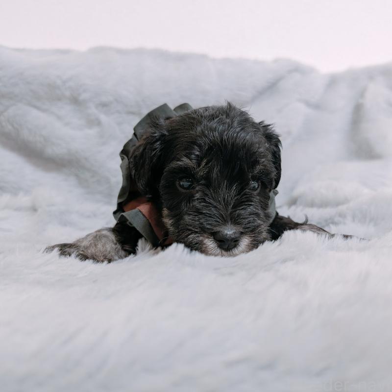 販売中の長崎県のミニチュアシュナウザー-448985の3枚目