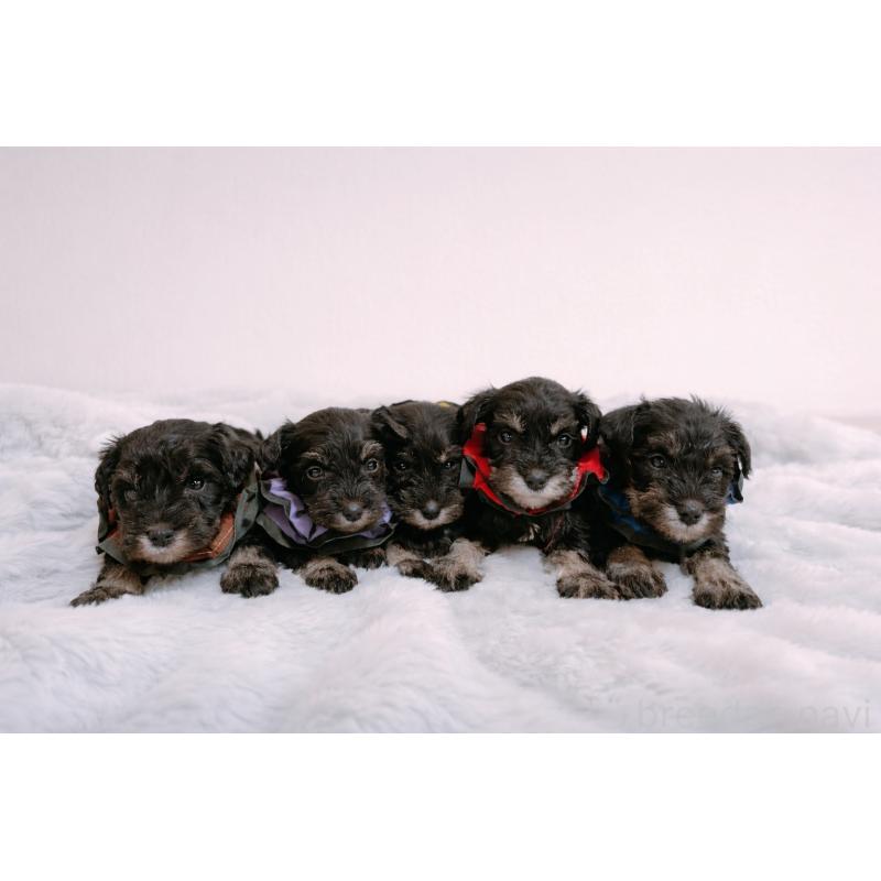 販売中の長崎県のミニチュアシュナウザー-448985の2枚目