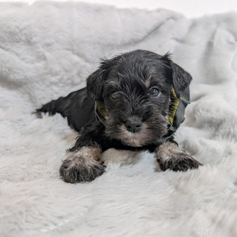 販売中の長崎県のミニチュアシュナウザー-448986の6枚目