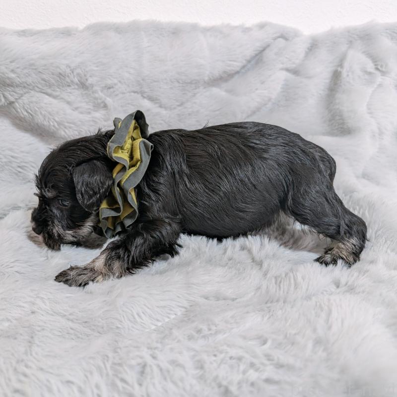 販売中の長崎県のミニチュアシュナウザー-448986の5枚目