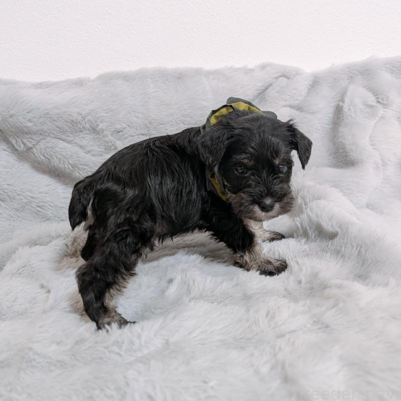 販売中の長崎県のミニチュアシュナウザー-448986の4枚目