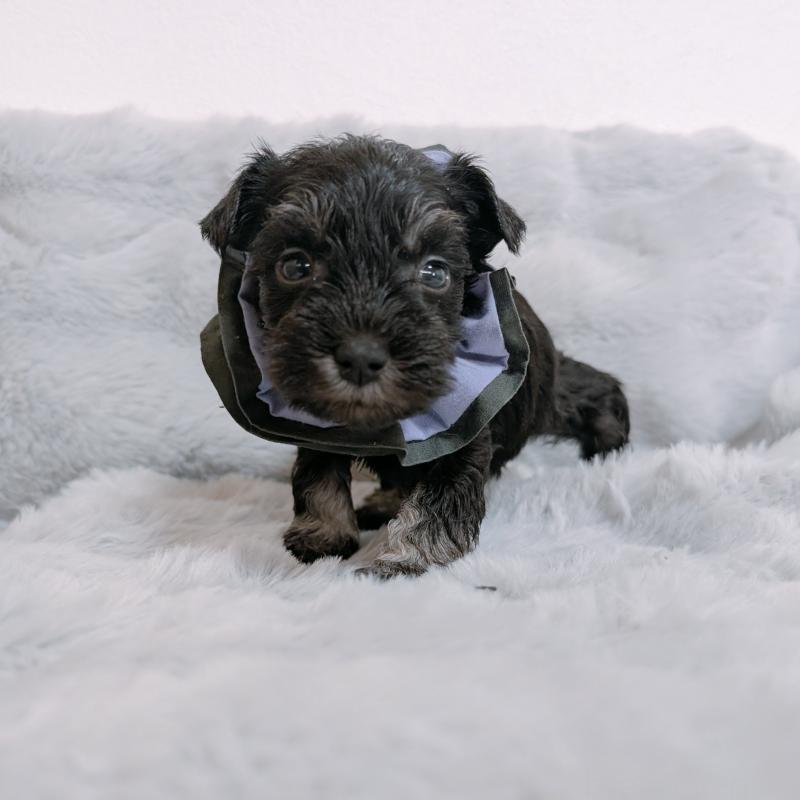 販売中の長崎県のミニチュアシュナウザー-448988の6枚目