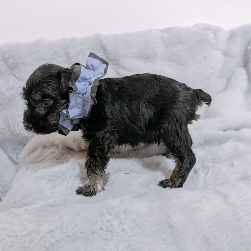 販売中の長崎県のミニチュアシュナウザー-448988の5枚目