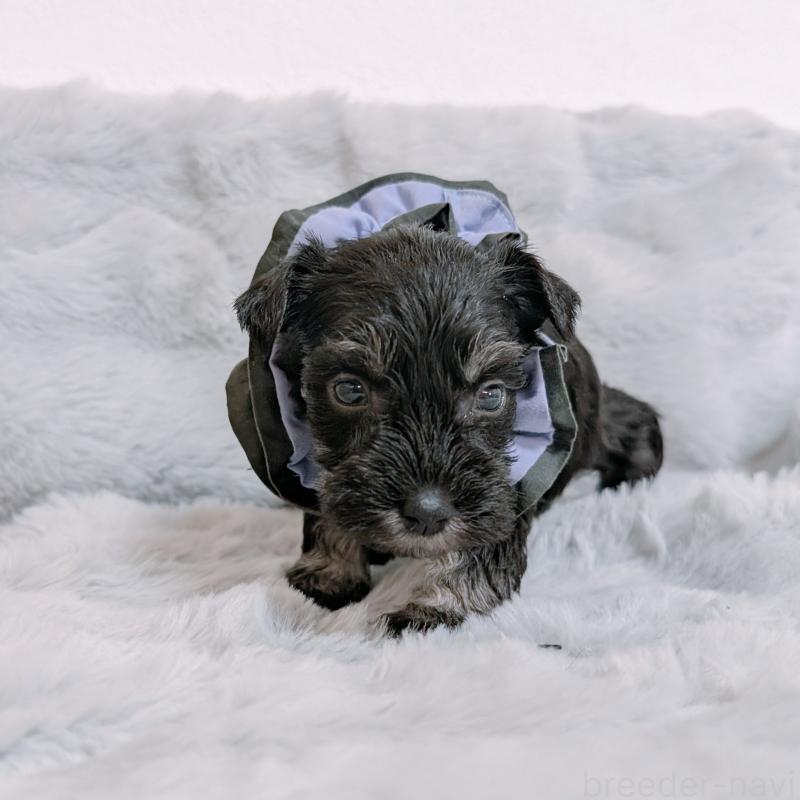 販売中の長崎県のミニチュアシュナウザー-448988の3枚目