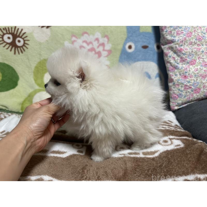 販売中の熊本県のポメラニアン-448993の5枚目