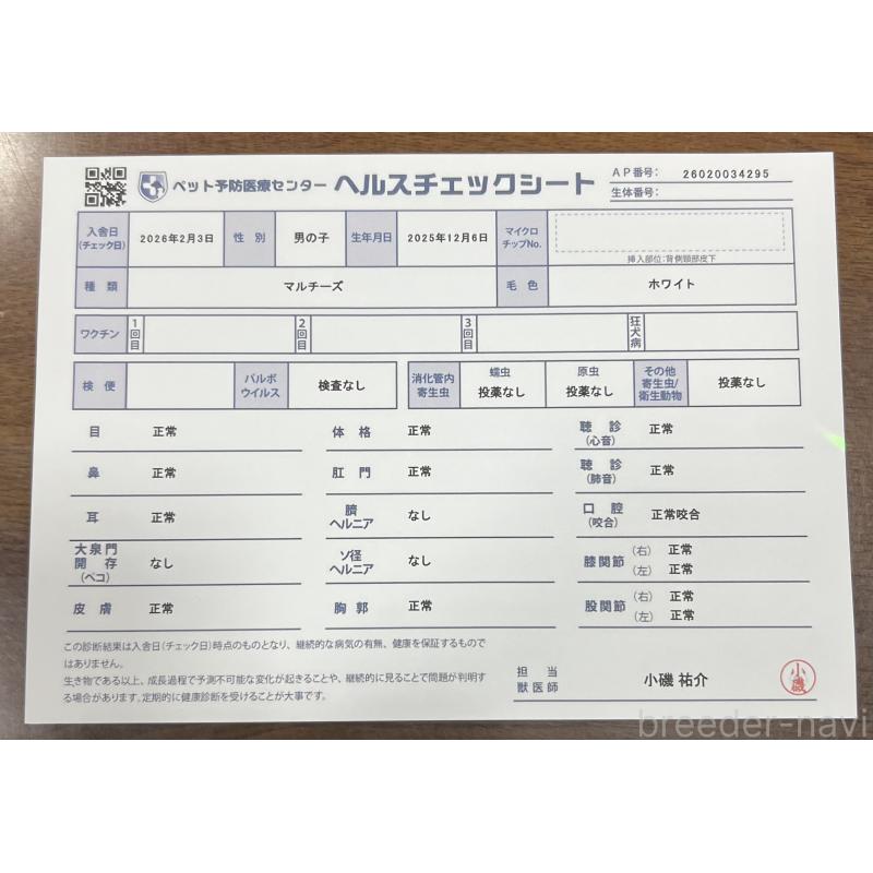販売中の茨城県のマルチーズ-448990の8枚目
