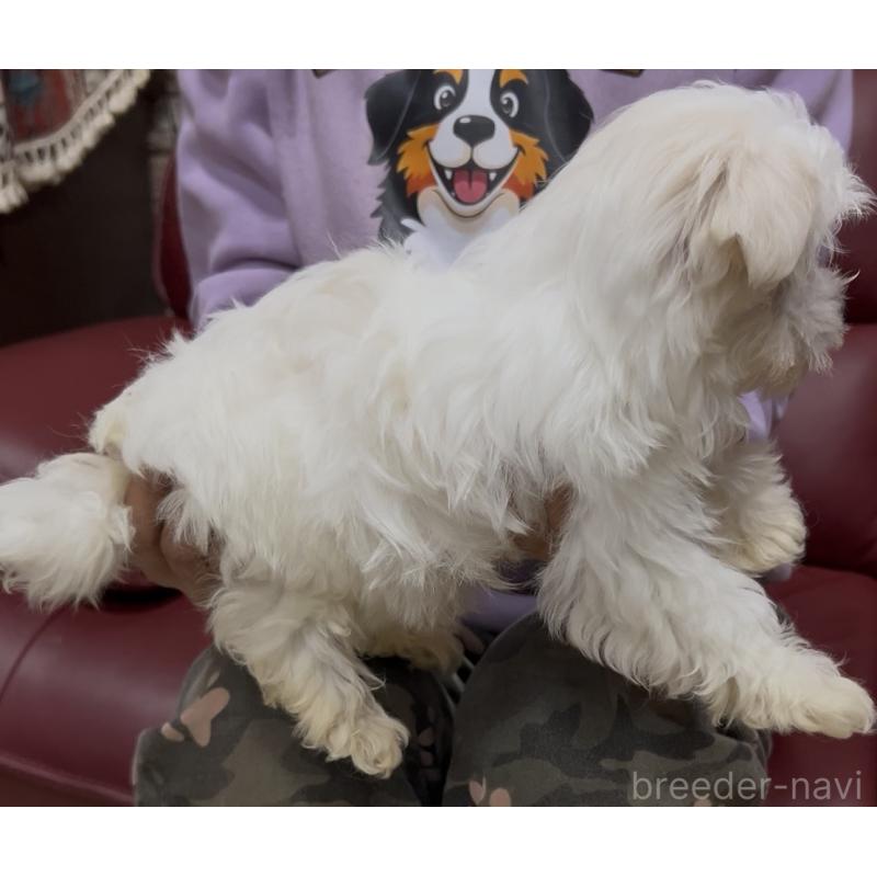 販売中の茨城県のマルチーズ-448990の6枚目