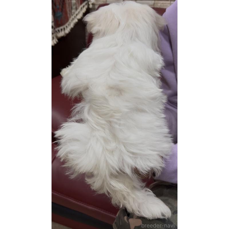 販売中の茨城県のマルチーズ-448990の5枚目