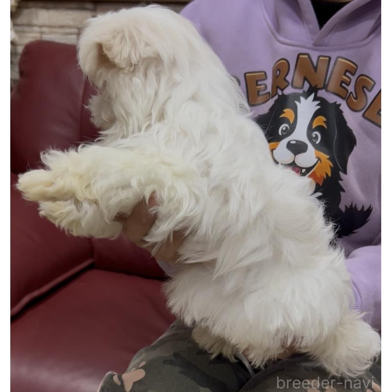 販売中の茨城県のマルチーズ-448990の4枚目