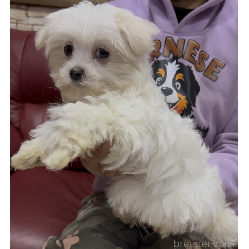 販売中の茨城県のマルチーズ-448990の3枚目