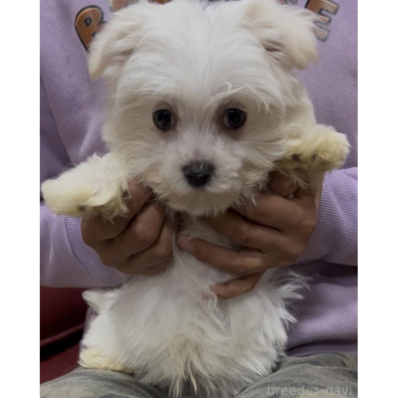 販売中の茨城県のマルチーズ-448990の2枚目