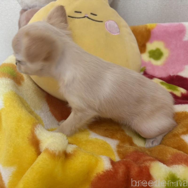 販売中の群馬県のチワワ(ロングコート)-448989の4枚目