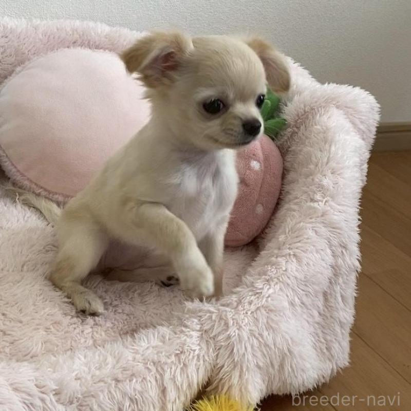 販売中の群馬県のチワワ(ロングコート)-448989の3枚目