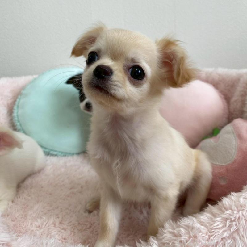 販売中の群馬県のチワワ(ロングコート)-448989の2枚目