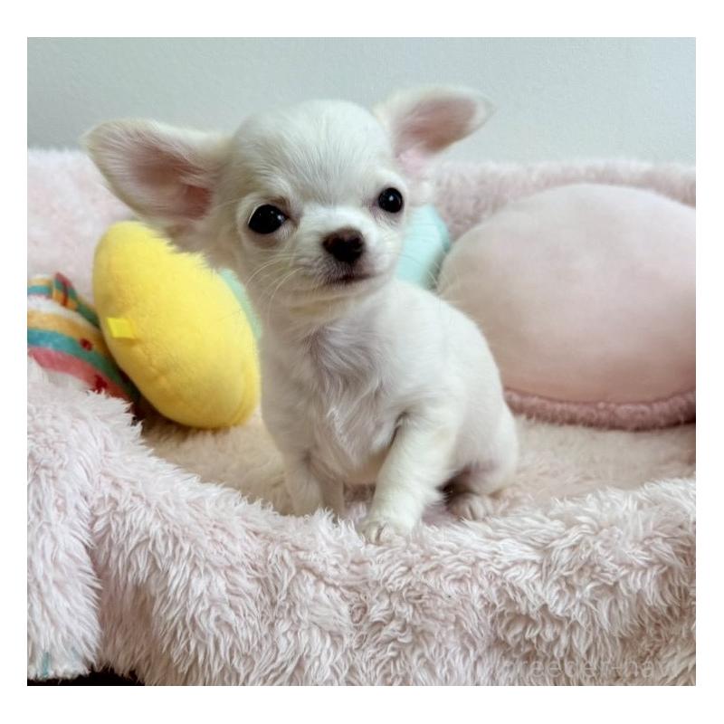 販売中の群馬県のチワワ(ロングコート)-448991