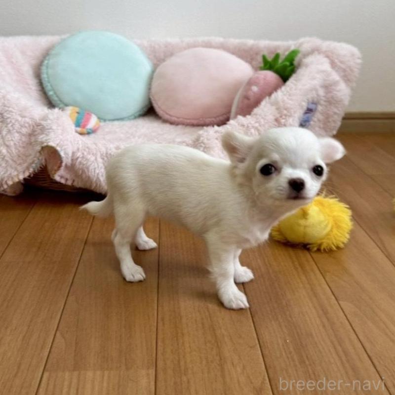 販売中の群馬県のチワワ(ロングコート)-448991の3枚目