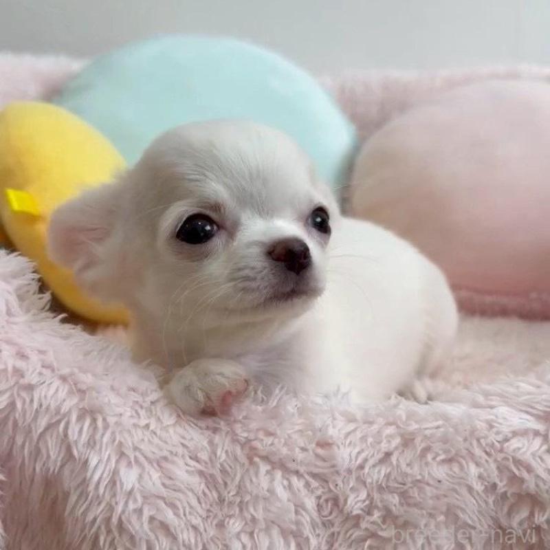 販売中の群馬県のチワワ(ロングコート)-448991の2枚目