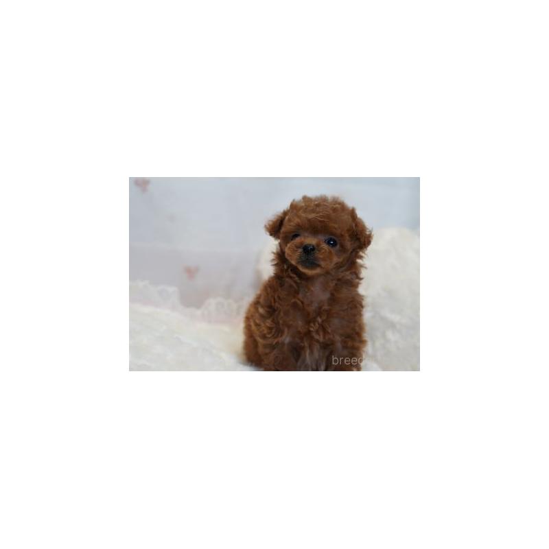 販売中の兵庫県のティーカッププードル-448997の4枚目