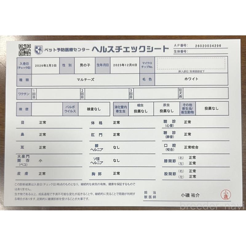 販売中の茨城県のマルチーズ-448998の7枚目