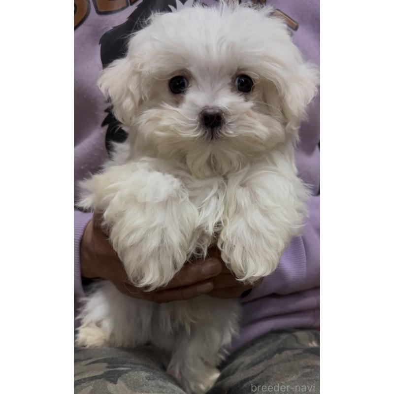 販売中の茨城県のマルチーズ-448998の6枚目