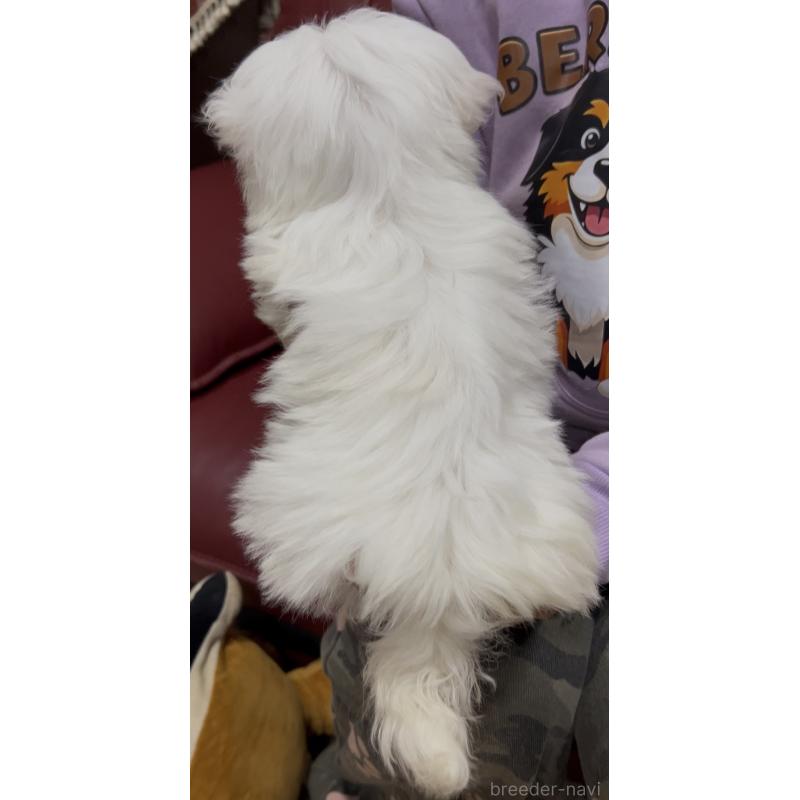 販売中の茨城県のマルチーズ-448998の4枚目