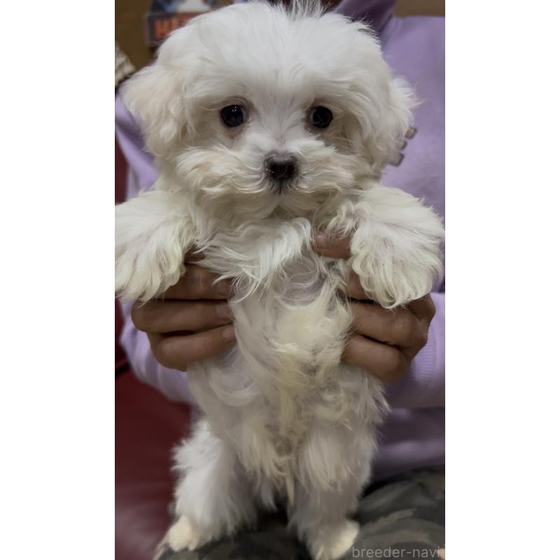 販売中の茨城県のマルチーズ-448998の2枚目