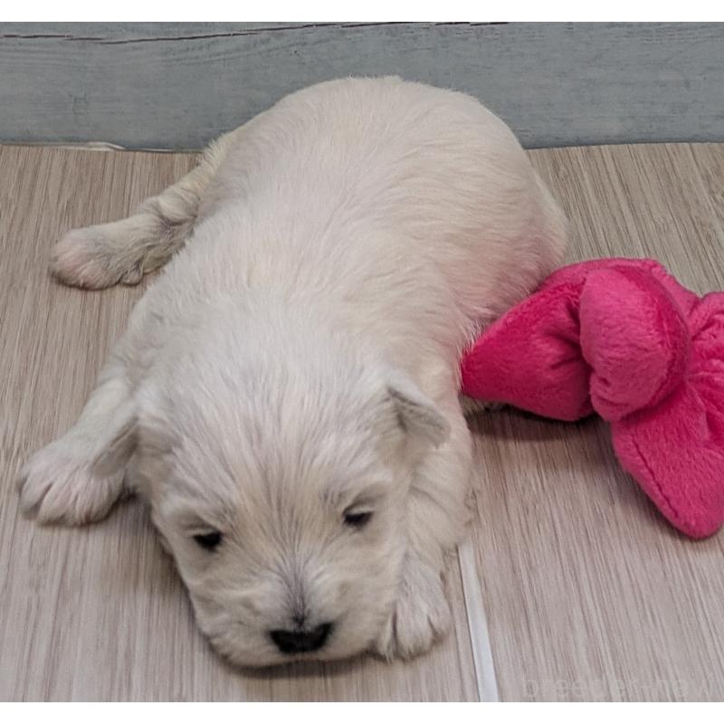 販売中の茨城県のミックス犬-448999の6枚目