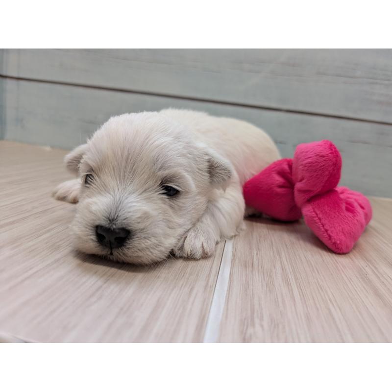 販売中の茨城県のミックス犬-448999の5枚目