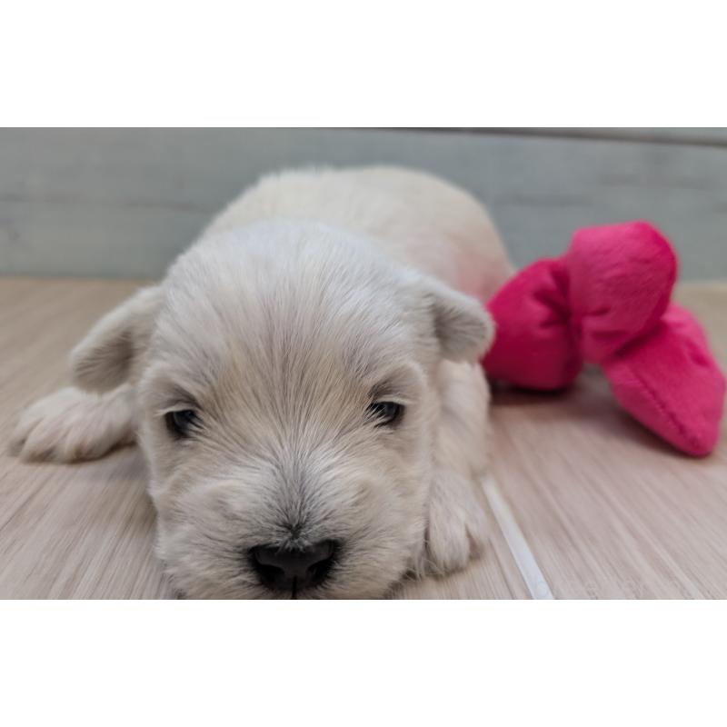 販売中の茨城県のミックス犬-448999の4枚目